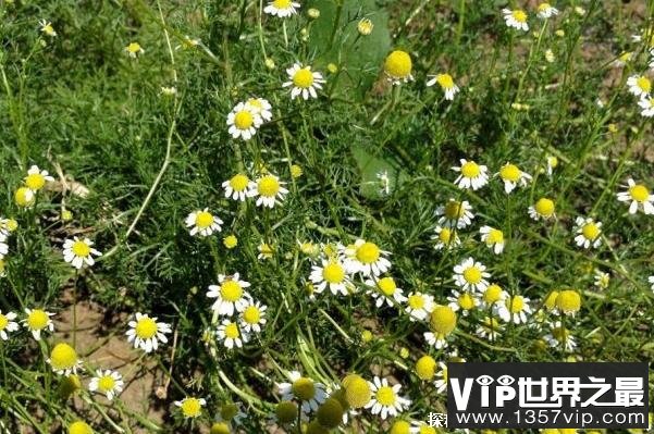 世界上十大最香的花 风信子味道比较独特(花朵较大)