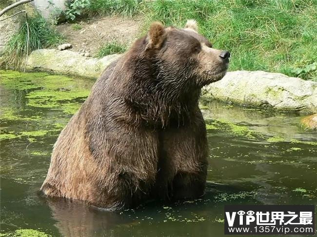 世界十大最重的动物 蓝鲸的舌头和大象一样重