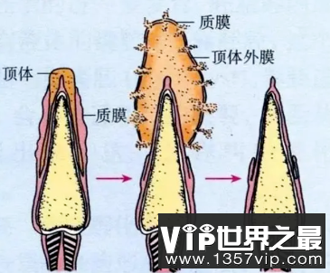 精卵结合的过程