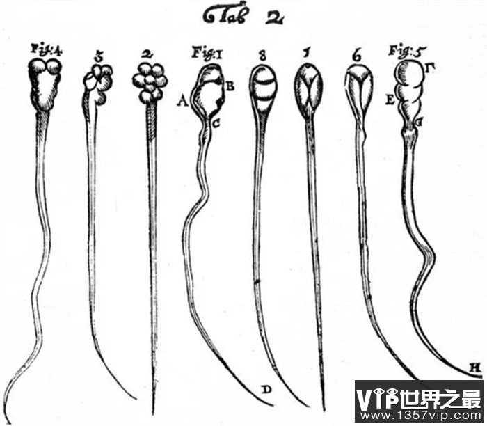 受精需移动15厘米，人类精子到底如何推进？科学家被骗了300多年