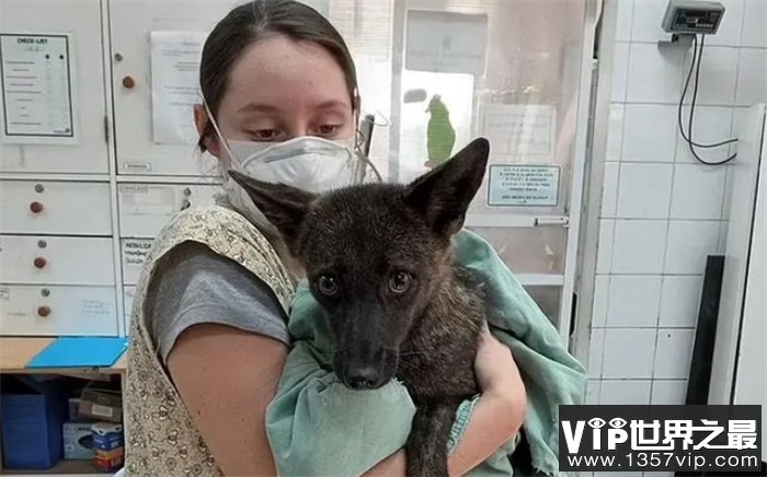 世界首只犬狐不幸死亡，狗和狐孕育出可育后代，生殖隔离不存在？