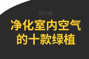 净化室内空气的十款绿植，龟背竹上榜，