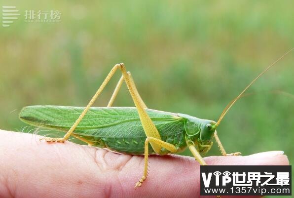 世界腿最多的动物排名：毛毛虫排第七，第一有上千只脚