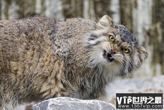 世界上最凶的猫排行榜 发起飙来拦都拦不住