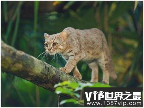 世界上最小的野猫，锈斑豹猫体重不超过4斤