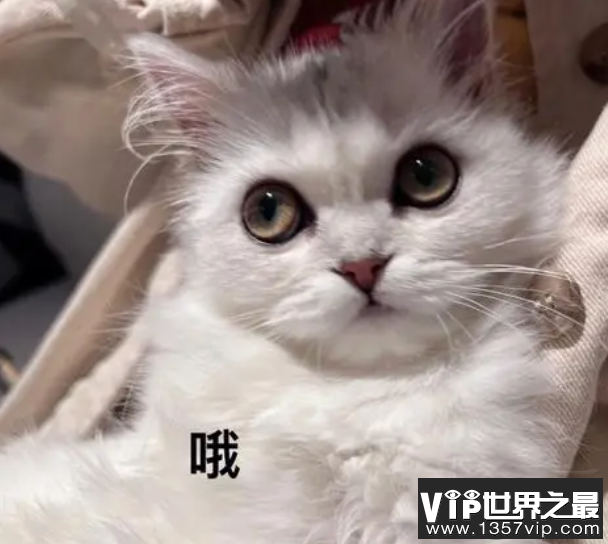 研究发现猫有276种表情 猫猫高兴的时候是怎样的