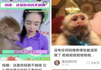 吗喽占领了年轻人的生活圈吗 吗喽是什么