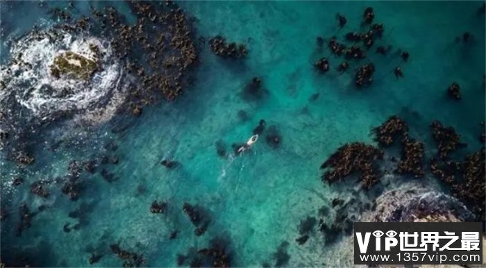 南非潜水员揭露海洋生物的秘密生命，以一己之力拯救海洋