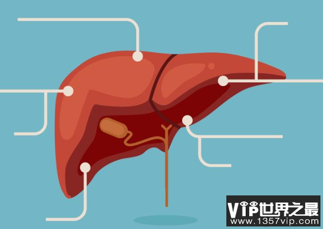 人体内最大的解毒器官是什么 蚂蚁庄园11月25日答案