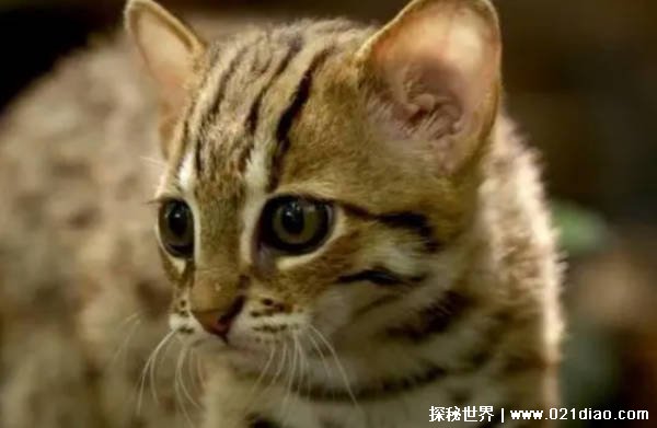 全世界禁养的猫科动物是什么 且体积特别小（锈斑猫）