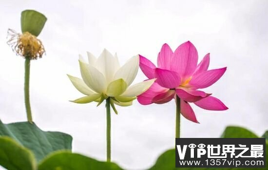 中国十大名花，不同季节欣赏不同的花。