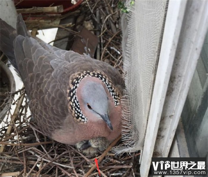 斑鸠不会筑巢？随处可见的斑鸠能不能吃，为何说吃斑鸠危害很大？