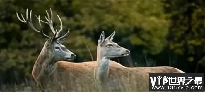 天津发现的神秘生物是什么（湿地白麋）