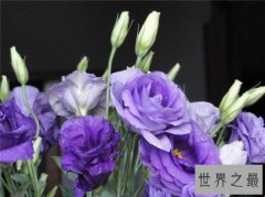 世界上最贵的10种鲜花，斯里兰卡仙人掌花有市无价