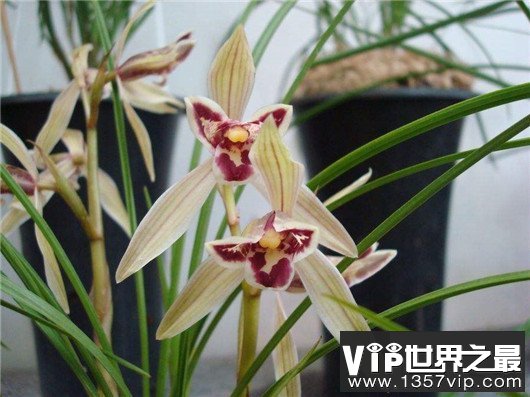 世界上最贵的10种鲜花，斯里兰卡仙人掌花有市无价