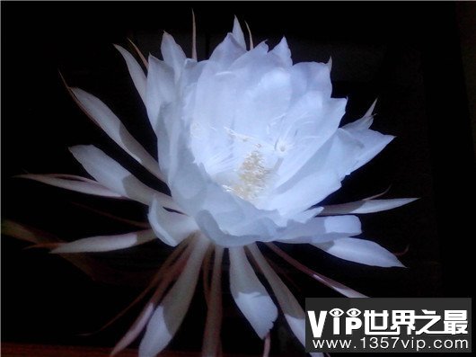 世界上最贵的10种鲜花，斯里兰卡仙人掌花有市无价